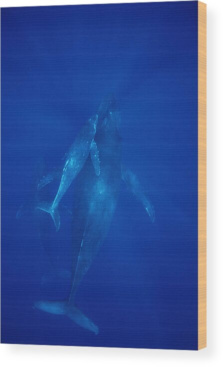 Feb0514 Wood Print featuring the photograph Humpback Whale Cow Calf And Male Escort #1 by Flip Nicklin