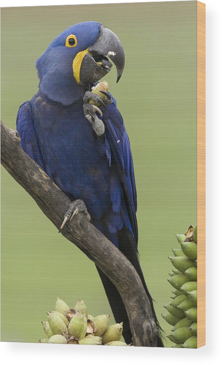 Suzi Eszterhas Wood Print featuring the photograph Hyacinth Macaw Eating Palm Nut by Suzi Eszterhas