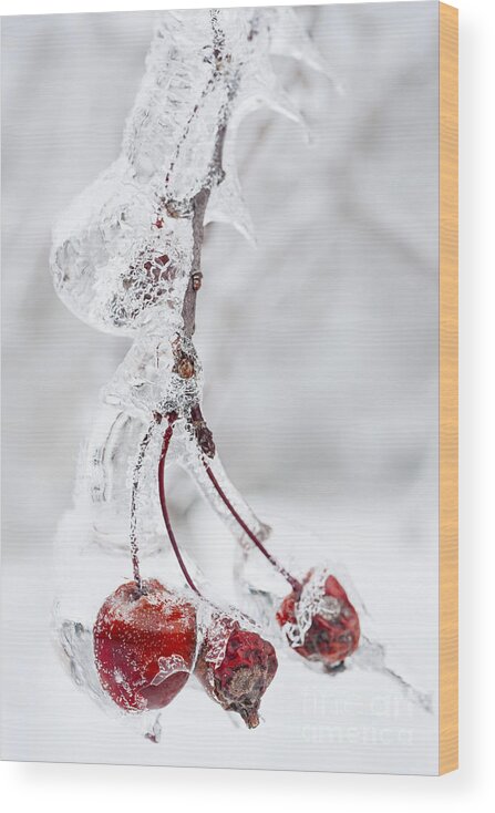 Crabapples Wood Print featuring the photograph Icy branch with crab apples 1 by Elena Elisseeva