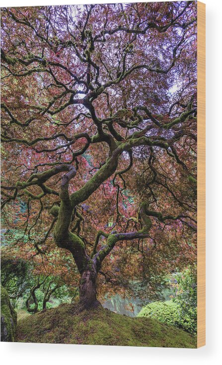 Maple Wood Print featuring the photograph Japanese Maple Tree by Mike Centioli