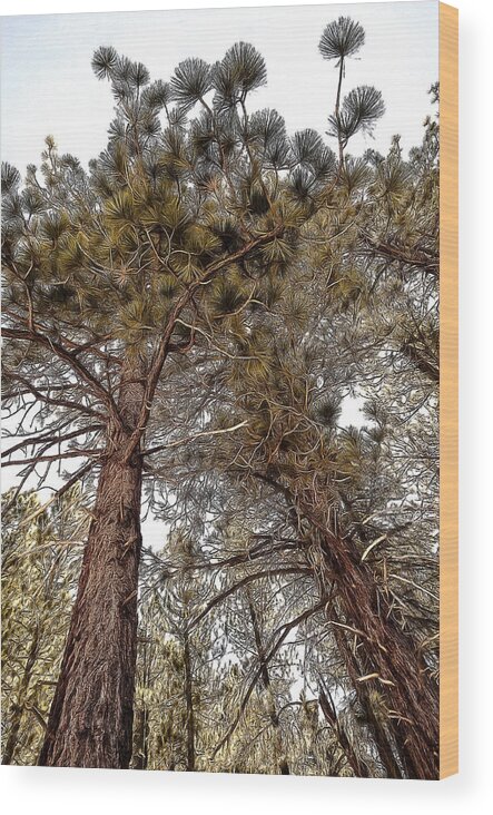 Beauty In Nature Wood Print featuring the photograph Jeffrey Pines #2 by Maria Coulson