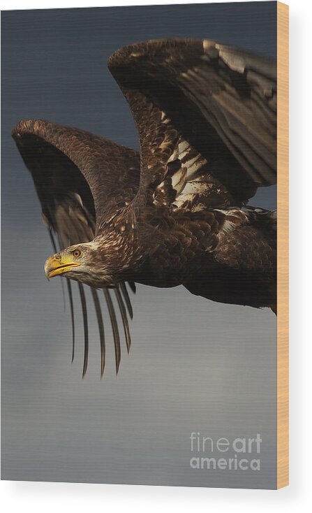 Juvenile Wood Print featuring the photograph Juvenile bald eagle in flight #2 by Nick Biemans