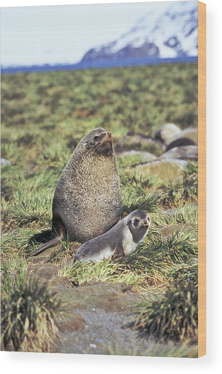 Aggression Wood Print featuring the photograph Kerguelen Fur Seal, Antarctic Fur Seal #1 by Martin Zwick