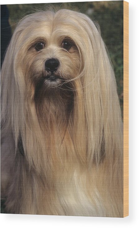 Animal Wood Print featuring the photograph Lhasa Apso #1 by Jeanne White