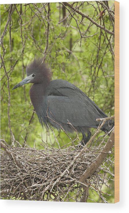 Feb0514 Wood Print featuring the photograph Little Blue Heron On Nest Texas #1 by Tom Vezo