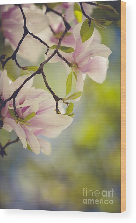 Magnolia Wood Print featuring the photograph Magnolia Flowers by Nailia Schwarz