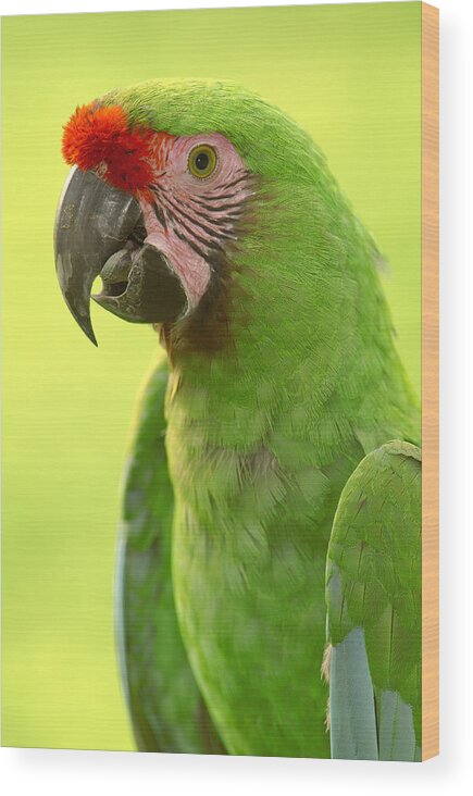 Feb0514 Wood Print featuring the photograph Military Macaw Portrait Amazonian #1 by Pete Oxford