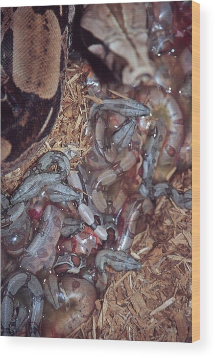 Animal Wood Print featuring the photograph New Born Red-tail Boa Constrictors #1 by Paul Whitten
