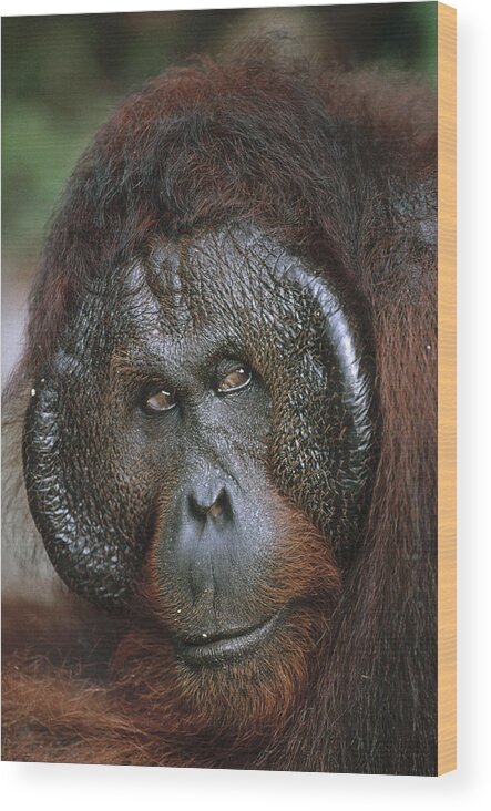 Feb0514 Wood Print featuring the photograph Orangutan Old Male Borneo #1 by Konrad Wothe
