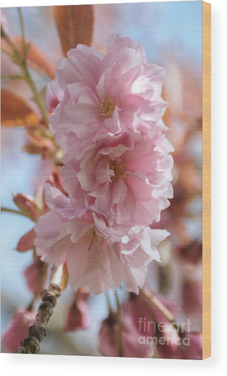 Flowering Cherry Tree Wood Print featuring the photograph Pink Cherry Blossoms #1 by Sarah Schroder