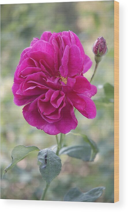 Rose Wood Print featuring the photograph Pink rose #2 by Matthias Hauser