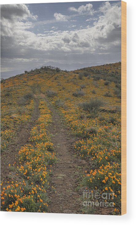 Poppies Wood Print featuring the photograph Poppies at Peridot Mesa by Tamara Becker