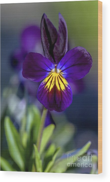 Purple Viola Wood Print featuring the photograph Purple Viola #1 by Sharon Talson