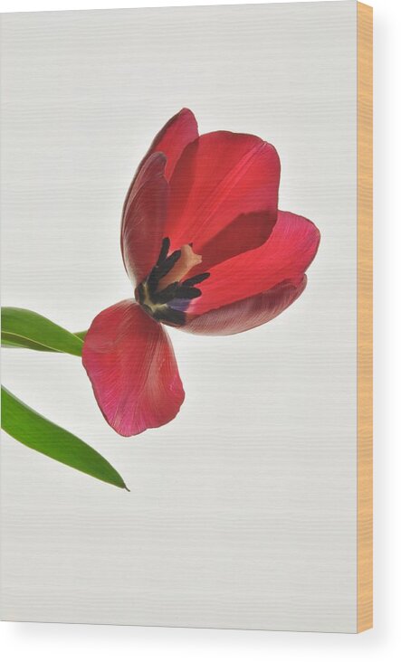 Flower Wood Print featuring the photograph Red Transparent Tulip #1 by Phyllis Meinke