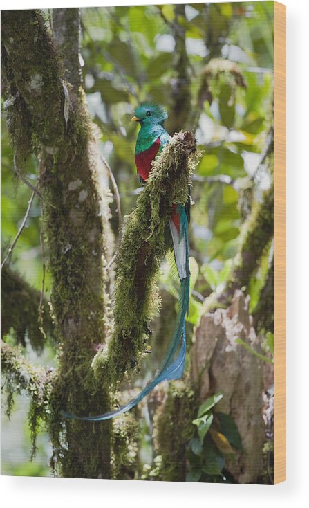 Feb0514 Wood Print featuring the photograph Resplendent Quetzal Male Costa Rica by Konrad Wothe