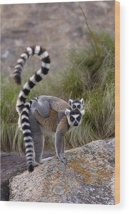 Feb0514 Wood Print featuring the photograph Ring-tailed Lemur And Young Madagascar #1 by Pete Oxford