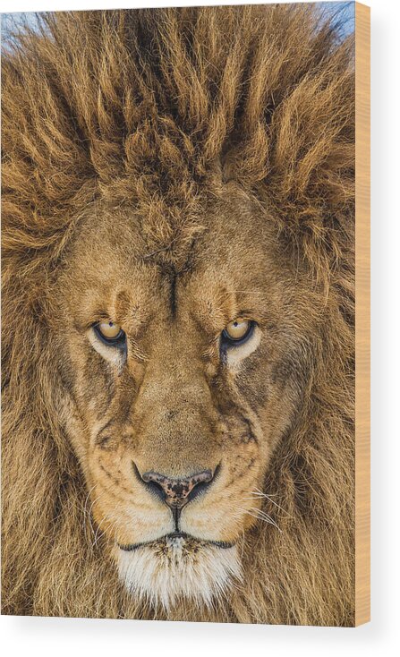 Lion Wood Print featuring the photograph Serious Lion by Mike Centioli