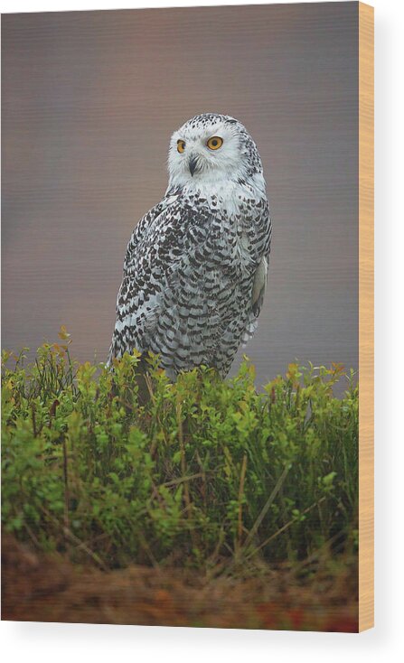 Owl Wood Print featuring the photograph Snowy Owl #1 by Milan Zygmunt
