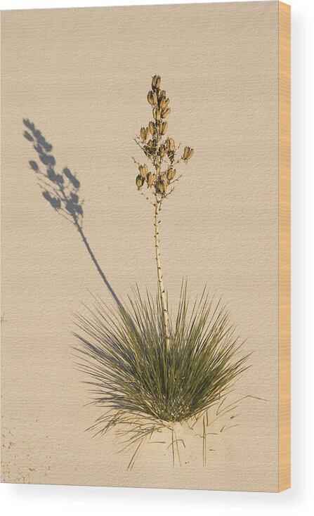 Feb0514 Wood Print featuring the photograph Soaptree Yucca In Gypsum Sand White #1 by Konrad Wothe