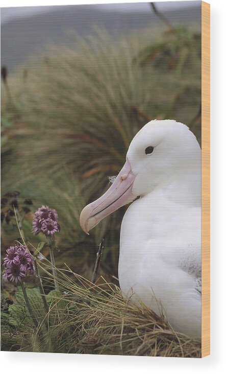 Feb0514 Wood Print featuring the photograph Southern Royal Albatross On Nest #1 by Tui De Roy