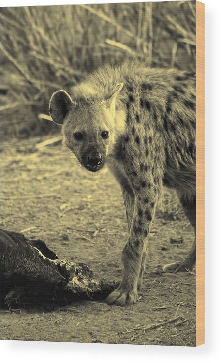 Spotted Hyena Wood Print featuring the photograph Spotted Hyena #1 by Amanda Stadther