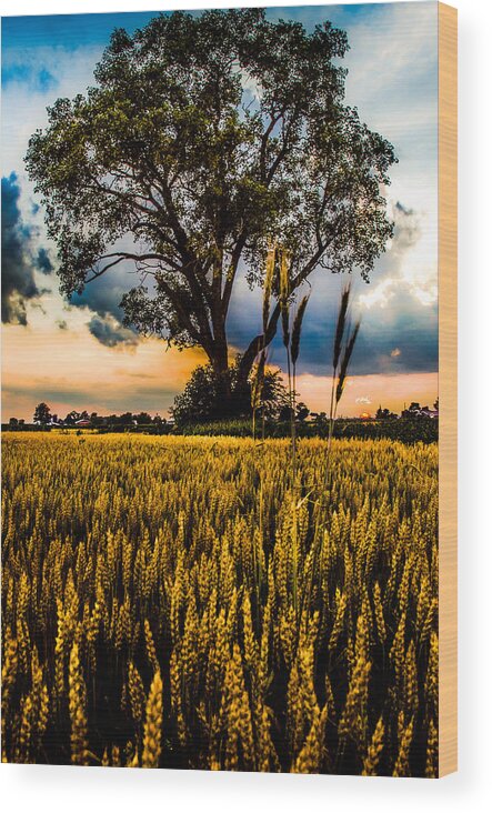 Archbold Wood Print featuring the photograph Summer Evening After A Rain #1 by Michael Arend
