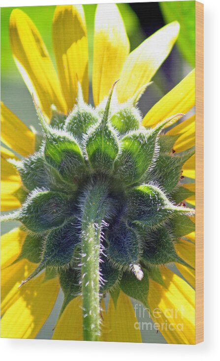 Sunflower Wood Print featuring the photograph Sunflower Close-up #1 by Karen Adams