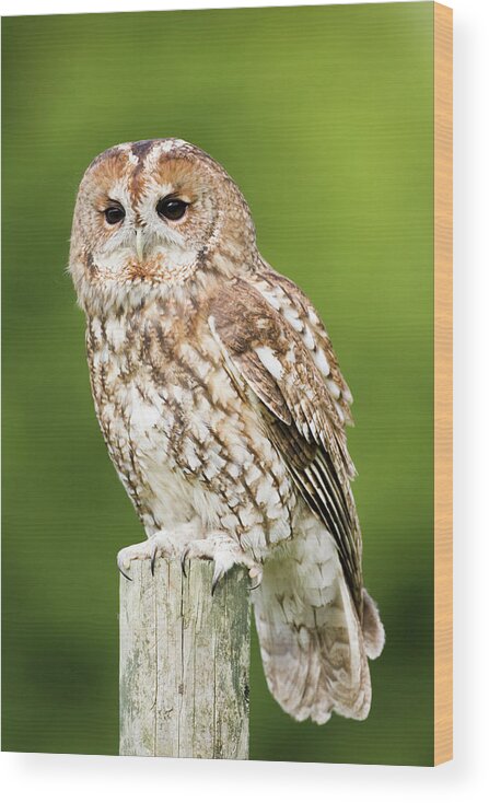 Strix Aluco Wood Print featuring the photograph Tawny Owl #1 by John Devries/science Photo Library