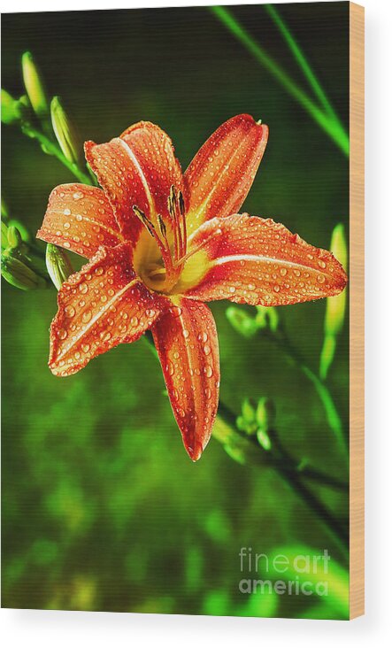 Tiger Lily Wood Print featuring the photograph Tiger Lily Print by Gwen Gibson