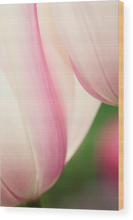 Tulip Wood Print featuring the photograph Tulip (tulipa Hybrid) #1 by Maria Mosolova