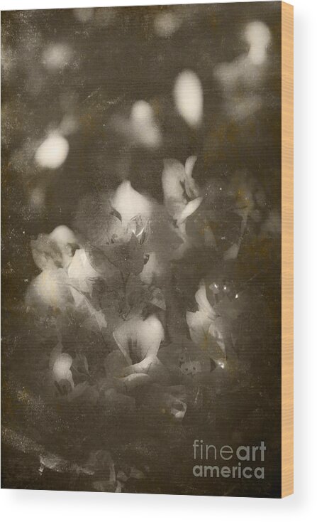 Closeup Wood Print featuring the photograph Vintage Floral Background #1 by Jorgo Photography