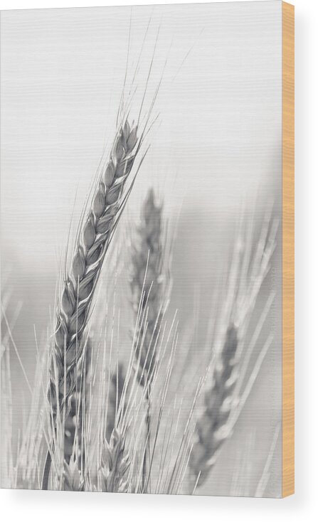B&w Wood Print featuring the photograph Wheat #2 by Alexander Fedin