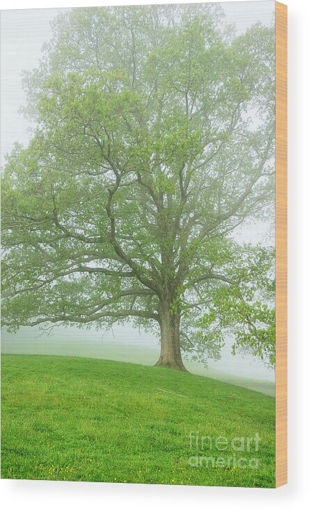West Virginia Wood Print featuring the photograph White Oak Tree in Fog #4 by Thomas R Fletcher