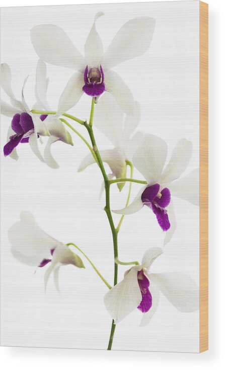 White Wood Print featuring the photograph White Orchids #1 by Bradley R Youngberg