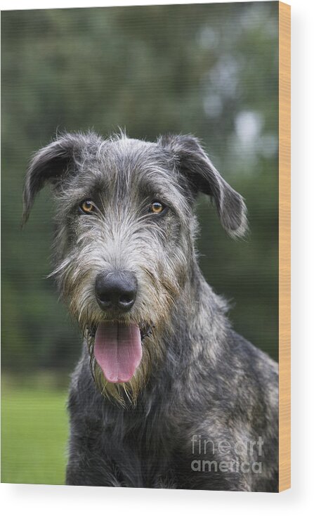 Irish Wolfhound Wood Print featuring the photograph 101130p053 by Arterra Picture Library