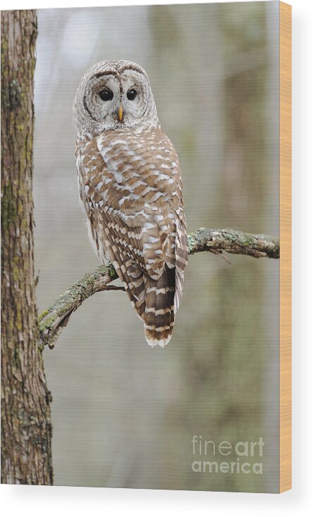 Barred Owl Wood Print featuring the photograph Barred Owl by Scott Linstead