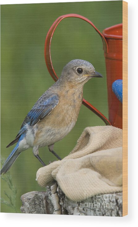 Fauna Wood Print featuring the photograph Female Eastern Bluebird #11 by Linda Freshwaters Arndt