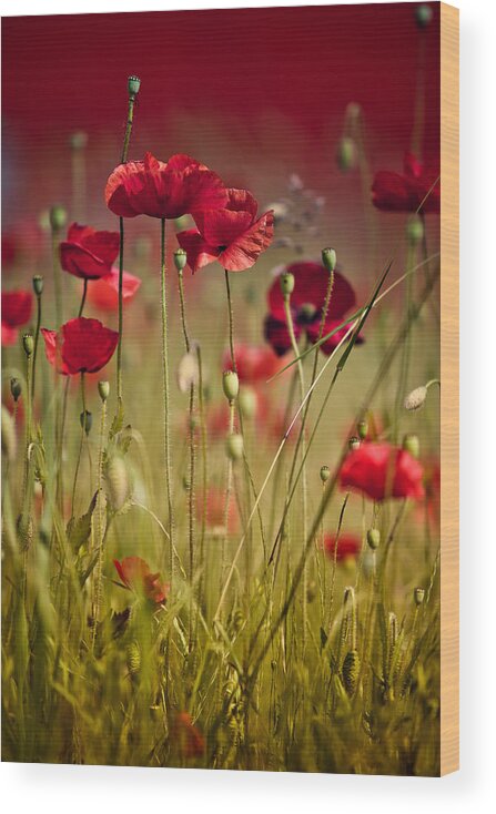 Poppy Wood Print featuring the photograph Summer Poppy by Nailia Schwarz