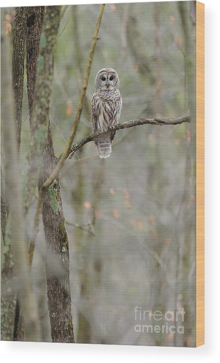 Barred Owl Wood Print featuring the photograph Barred Owl #12 by Scott Linstead