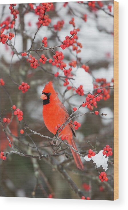 Backyard Wood Print featuring the photograph Northern Cardinal (cardinalis Cardinalis #18 by Richard and Susan Day