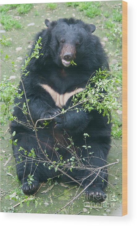 Nature Wood Print featuring the photograph Asian Black Bear #19 by Mark Newman