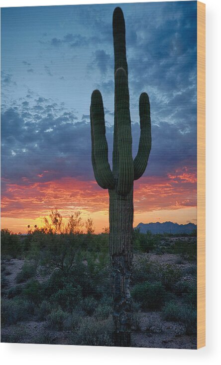 Sunset Wood Print featuring the photograph A Saguaro Sunset #2 by Saija Lehtonen