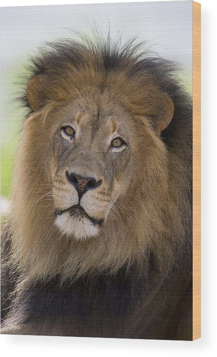 San Diego Zoo Wood Print featuring the photograph African Lion Male #2 by San Diego Zoo