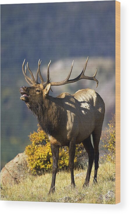 Autumn Wood Print featuring the photograph Autumn Bull Elk Bugling #2 by Gary Langley