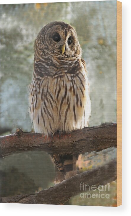 Bird Wood Print featuring the photograph Barred Owl #2 by Dennis Hammer