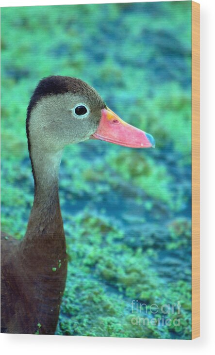 Nature Wood Print featuring the photograph Black-bellied Whistling-duck #2 by Mark Newman
