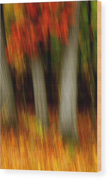 Woods Wood Print featuring the photograph Blazing in the Woods #2 by Randy Pollard