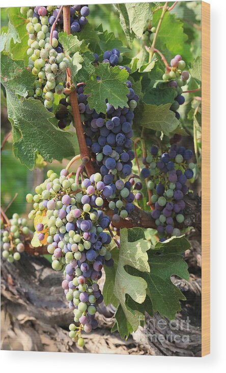 Grapes Wood Print featuring the photograph Colorful Grapes by Carol Groenen