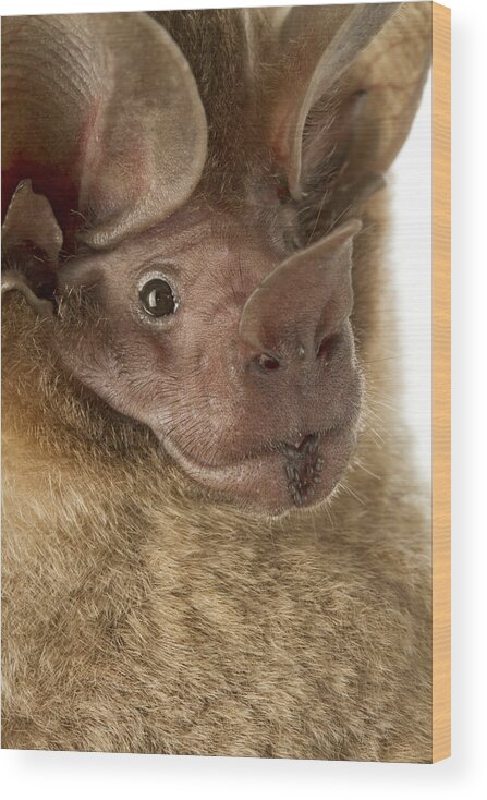 Feb0514 Wood Print featuring the photograph Dorbignys Round-eared Bat Suriname #2 by Piotr Naskrecki