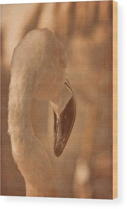 American Flamingo Wood Print featuring the photograph Flamingo on a Fall Day by Theo O'Connor